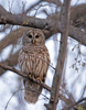 Barred Owl